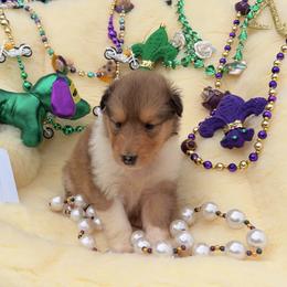 Jack - Sable and white male Collie puppy in Carencro, Louisiana from Cajun Bayou's Collies LLC