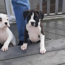 Boxer Puppies from Olympic Boxers