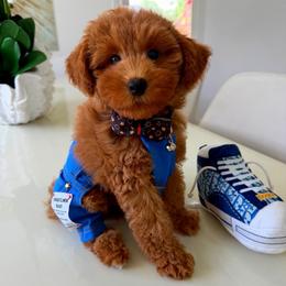GIGGLES - Apricot male Maltipoo puppy in Sugar Land, Texas from Celebrity Maltipoos