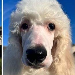 Poodles from DeMoica Poodles