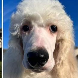 Poodles from DeMoica Poodles