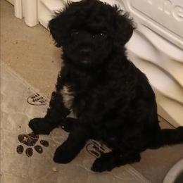 Girl four - Black female Poodle puppy in East Providence, Rhode Island from Marta's Cavaliers