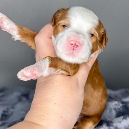 Shrimp - Red  female Goldendoodle puppy in Garden Grove, California from Sunkissed Doodles