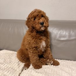 Boy 1 - Red  male Goldendoodle puppy in Sacramento, California from Goldendoodlesca