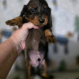 Heath - Dapple male Dachshund puppy in Adolphus, Kentucky from Walker's Dachshunds