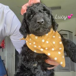 Lucy - Black and white female Assorted Doodle Crosses puppy in Port Saint Lucie, Florida from Sommerdoodle