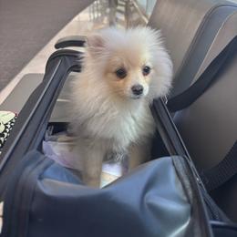 Joey - Cream male Pomeranian puppy in Fayetteville, North Carolina from Tar-heel Poms