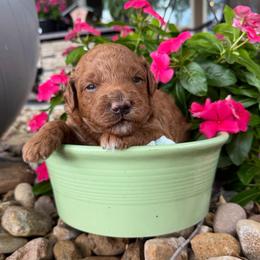 Thunder - Red  male Goldendoodle puppy in Montgomery, Texas from Texas Bello Doodles