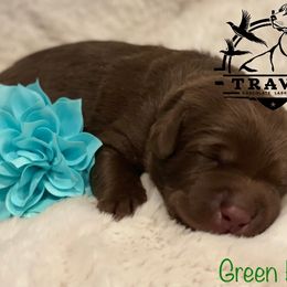 Labrador Retriever Puppies from Travis’ Chocolate Labradors