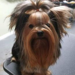 Yorkshire Terrier All Grown Up from Reese's Angelface Yorkies