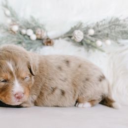 Pearl - female Australian Mountain Doodle puppy in Spanish Fork, Utah from K Brand Doodles
