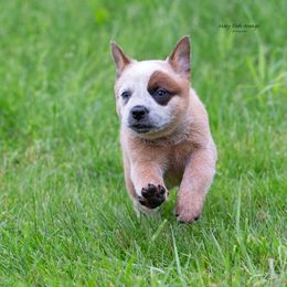Boy 5 - male Australian Cattle Dog puppy in Fairmont, West Virginia from Jedda ACDs