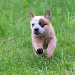 Boy 5 - male Australian Cattle Dog puppy in Fairmont, West Virginia from Jedda ACDs