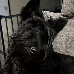 Skye - Scottish Terrier