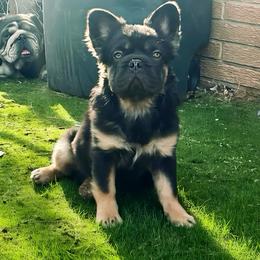 French Bulldog puppies from Bomb City Bulldogs