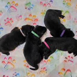 Shiloh Shepherd puppies from Nocturnal Farm Shiloh Shepherds