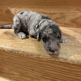 Finn - Blue merle male Sheepadoodle puppy in Lancaster, Pennsylvania from Bitler Family Puppies