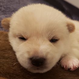 Tombo - Cream Shiba Inu puppy in Columbus, Ohio from Ka-Shira Shibas