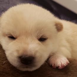 Tombo - Cream Shiba Inu puppy in Columbus, Ohio from Ka-Shira Shibas