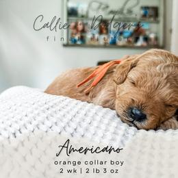 Americano - Red  male Goldendoodle puppy in Tacoma, Washington from Peninsula Doodles