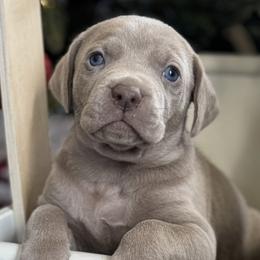 Weimaraners from Southern Magnolia Weimaraners