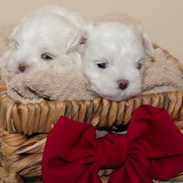Maltese from Royal Korean Maltese