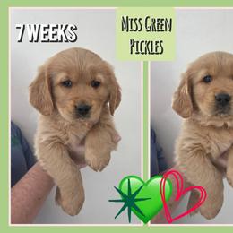 Pickles - Dark golden female Golden Retriever puppy in Driggs, Idaho from SK Golden Retrievers