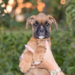 Orange girl - Fawn female Boxer puppy in Forest City, Iowa from Mt Valley Boxers