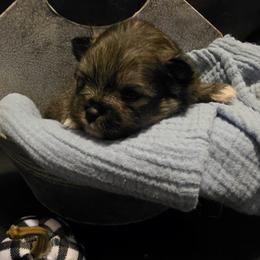Cinnamon - Wolf sable female Pomeranian puppy in Sanford, Florida from Serena's Poms