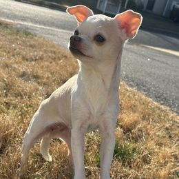 Everest - Chihuahua