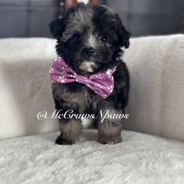 Lil Naya - Blue female Poodle puppy in Hesperia, California from McCraws N Paws