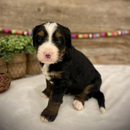 Kai - Tri-color male Bernedoodle puppy in Idaho from Bernese By Barzees