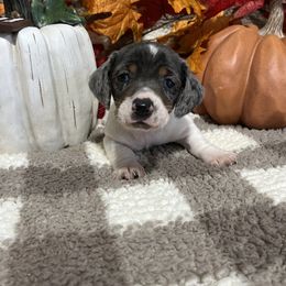 Gator - Piebald male Dachshund puppy in Council Hill, Oklahoma from Rocky Springs Ranch