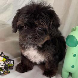 Mahlia - Black and tan female Yorkipoo puppy in Lebanon, Kentucky from Mosaic Merle Doodles