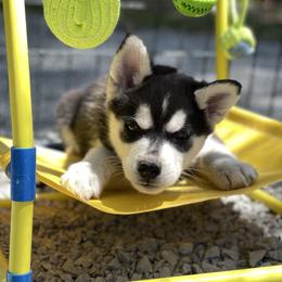 Tucker - Black and white male Siberian Husky puppy in Diamond Lake, Washington from Husky Haven WA