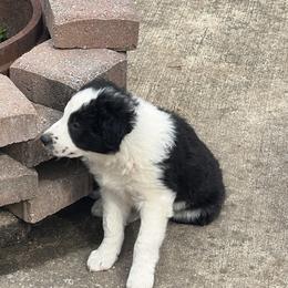 Border Collie Puppies from Roaring River Border Collies