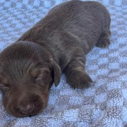 Sierra - Chocolate female Dachshund puppy in Hawley, Texas from Foxy’s Dachshunds & Toy Aussies