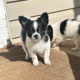 Black female - Black and white female Chihuahua puppy in Isanti, Minnesota from Happy Little Chihuahuas