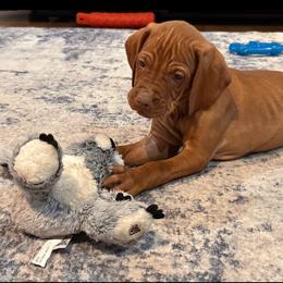 Vizsla Puppies from CBJ Vizslas