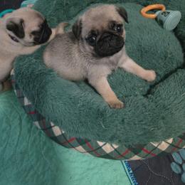Girl 1 - Fawn female Pug puppy in Gaffney, South Carolina from Sunset Farms