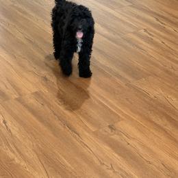 Bernedoodle Puppies from Michelle Green