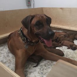 Rhodesian Ridgeback Puppies from Heritage Rhodesian Ridgebacks