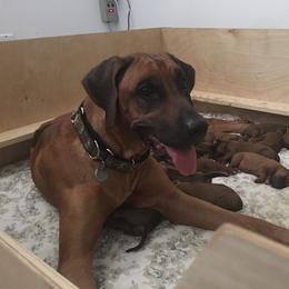 Rhodesian Ridgeback Puppies from Heritage Rhodesian Ridgebacks