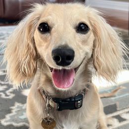 Paisley - Dachshund