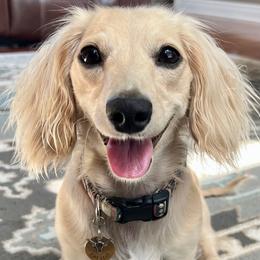 Paisley - Dachshund