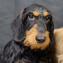Birdie - Dachshund