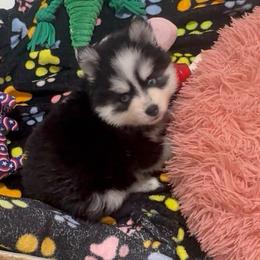 Cali - Black and white female Pomsky puppy in Spring Hill, Florida from PDQ Pomskies