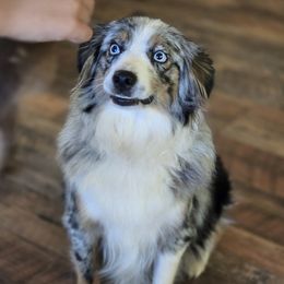 Bleu - Aussiedoodle