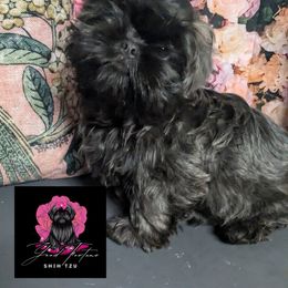 Shih Tzu Puppies from Good Fortune Shih Tzus