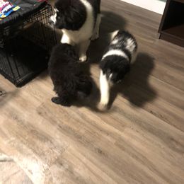 American Eskimo Dog, Newfoundland, and Siberian Husky Puppies from Blossom Trail Kennel